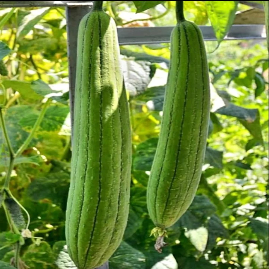 Sponge Gourd (Gilki) Supplier and Distributor – UAE